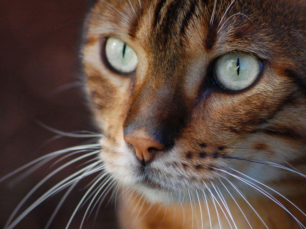 Bengal Cat Wallpapers 7 1024×768 HD Wallpapers Res: