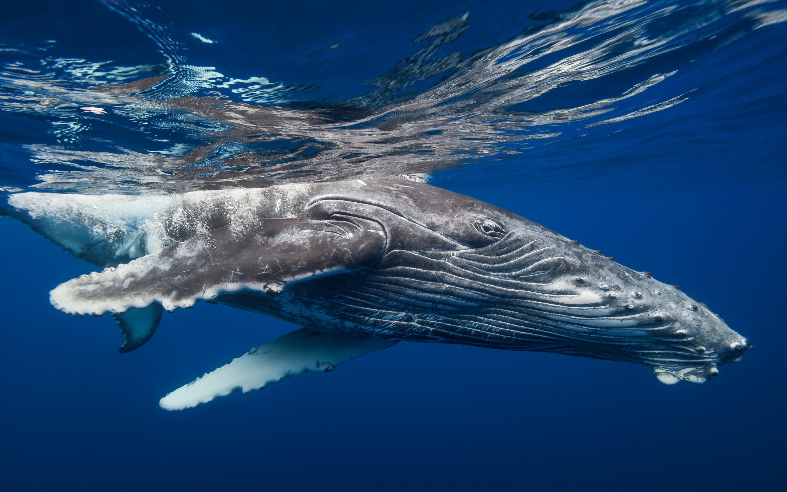 Humpback Whale HD Wallpapers