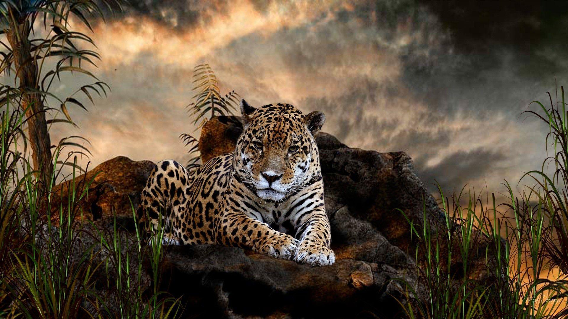 Jaguar HD Wallpapers