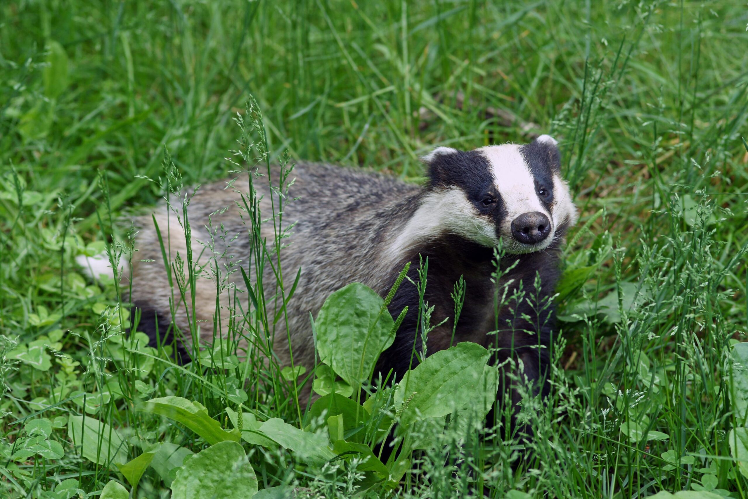 European badger