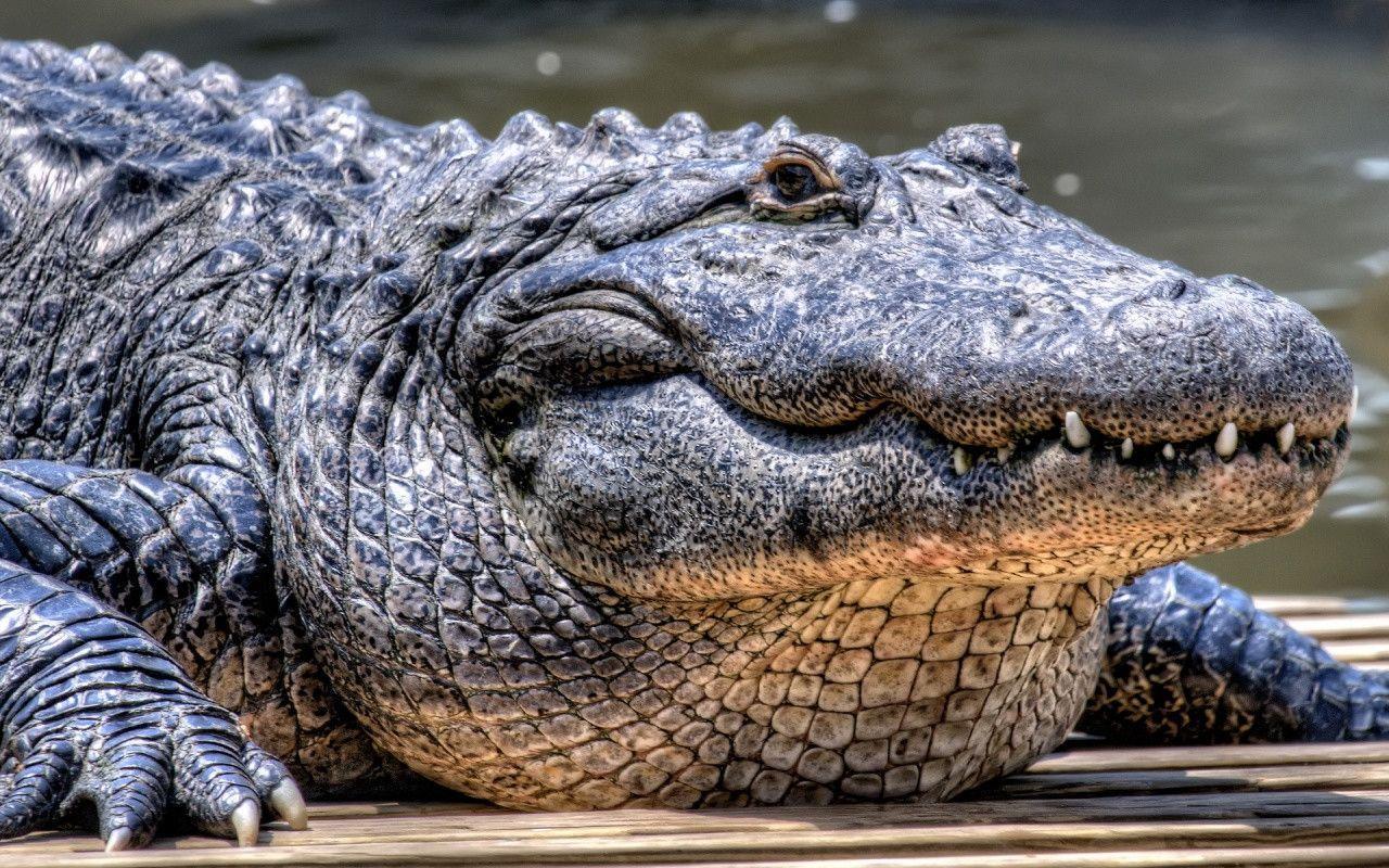 Alligator Mississippiensis Strongest Reptile 21687 High Resolution