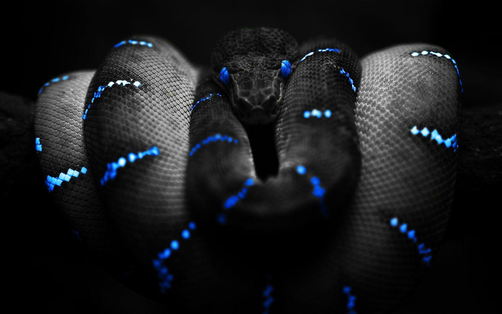 306 Snake HD Wallpapers