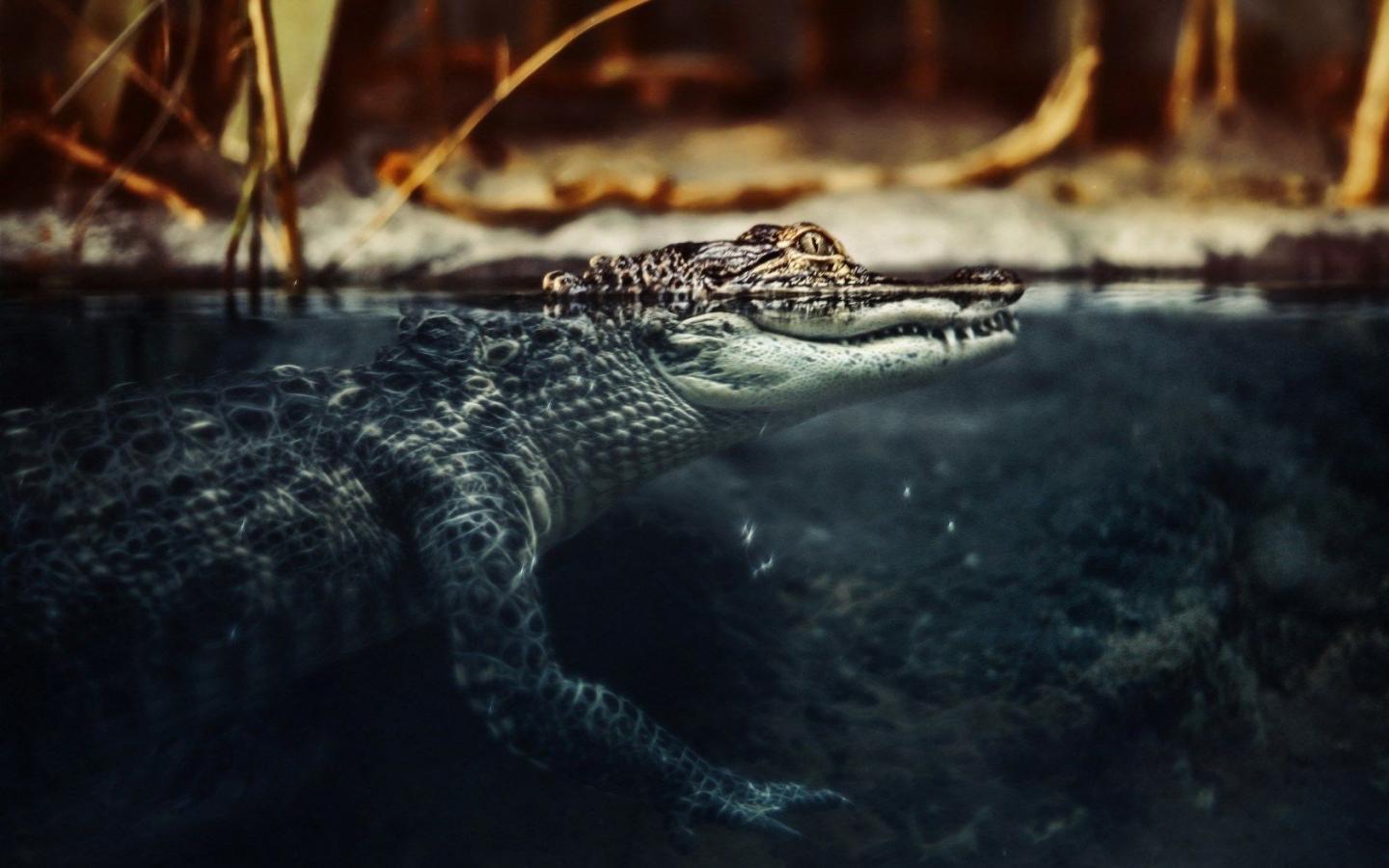 Crocodile Wallpapers 18