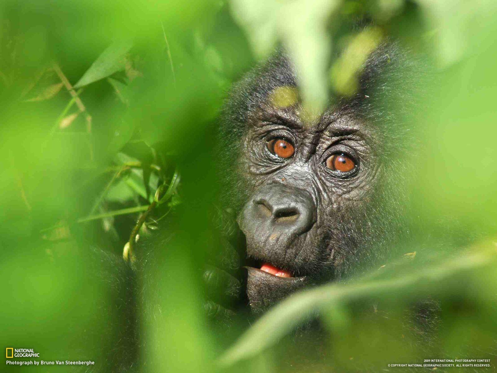 Bwindi Park, Uganda