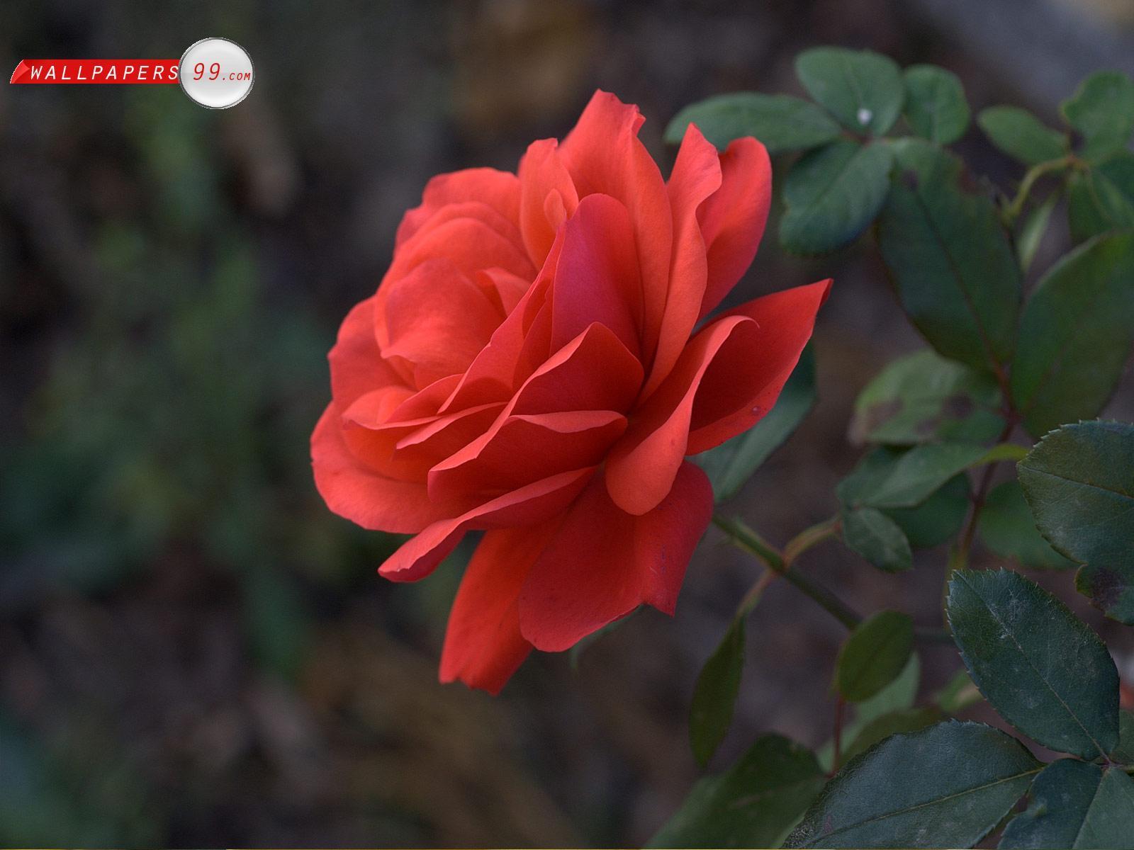 Red Roses Wallpapers Picture Image 7996