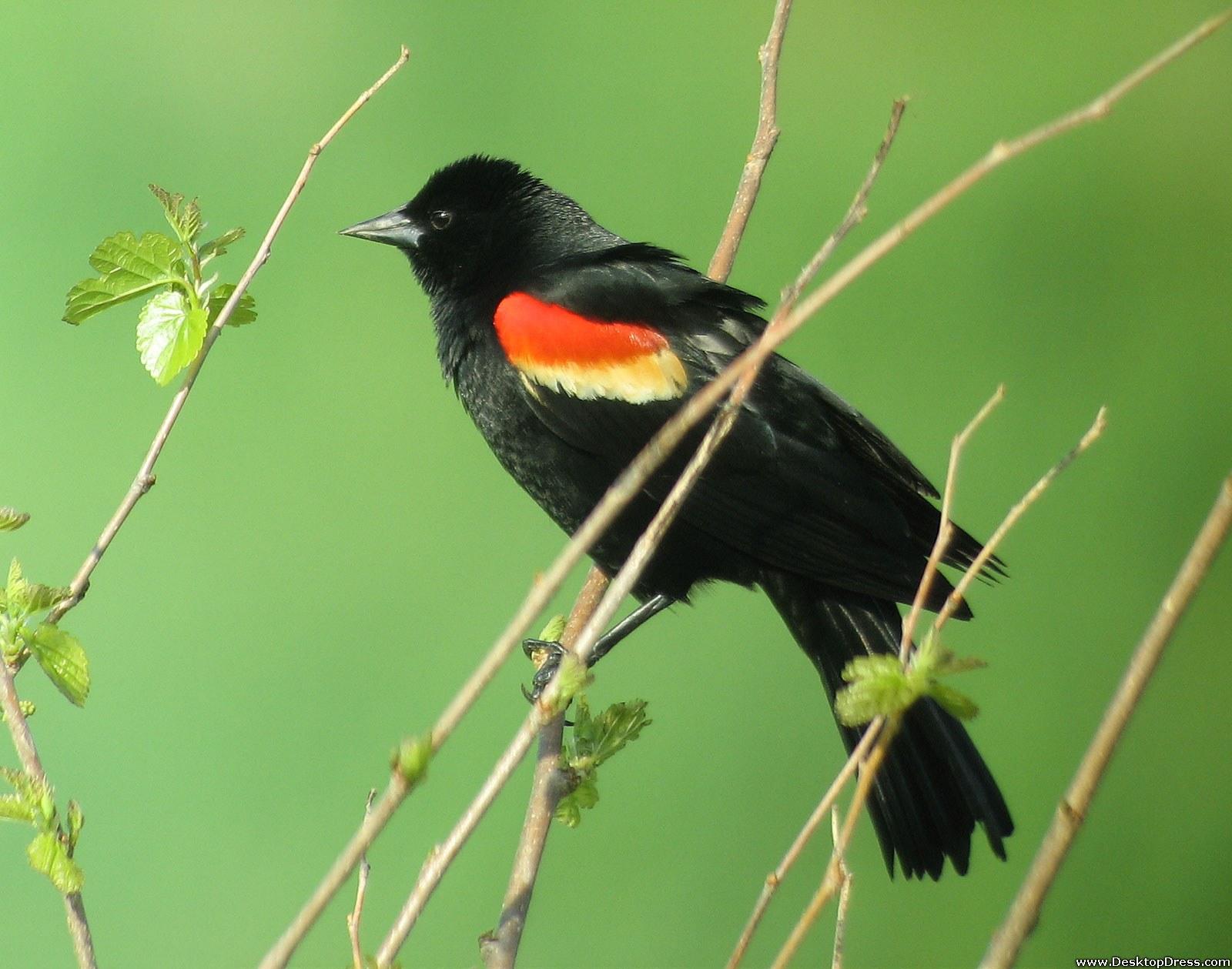 Desktop Wallpapers » Animals Backgrounds » Red Winged