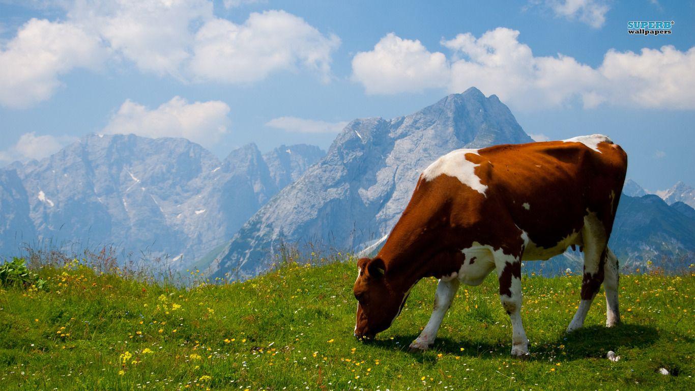 cow Wallpapers and Backgrounds Image