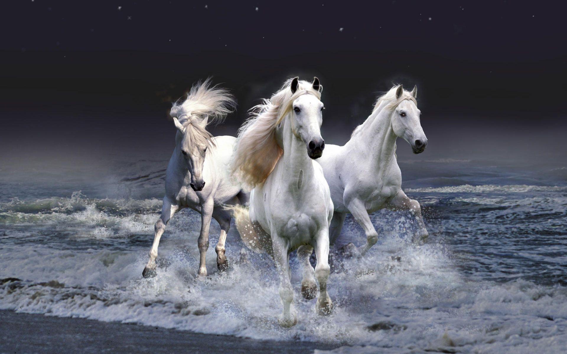 Horse Computer Wallpapers, Desktop Backgrounds Id: 274780