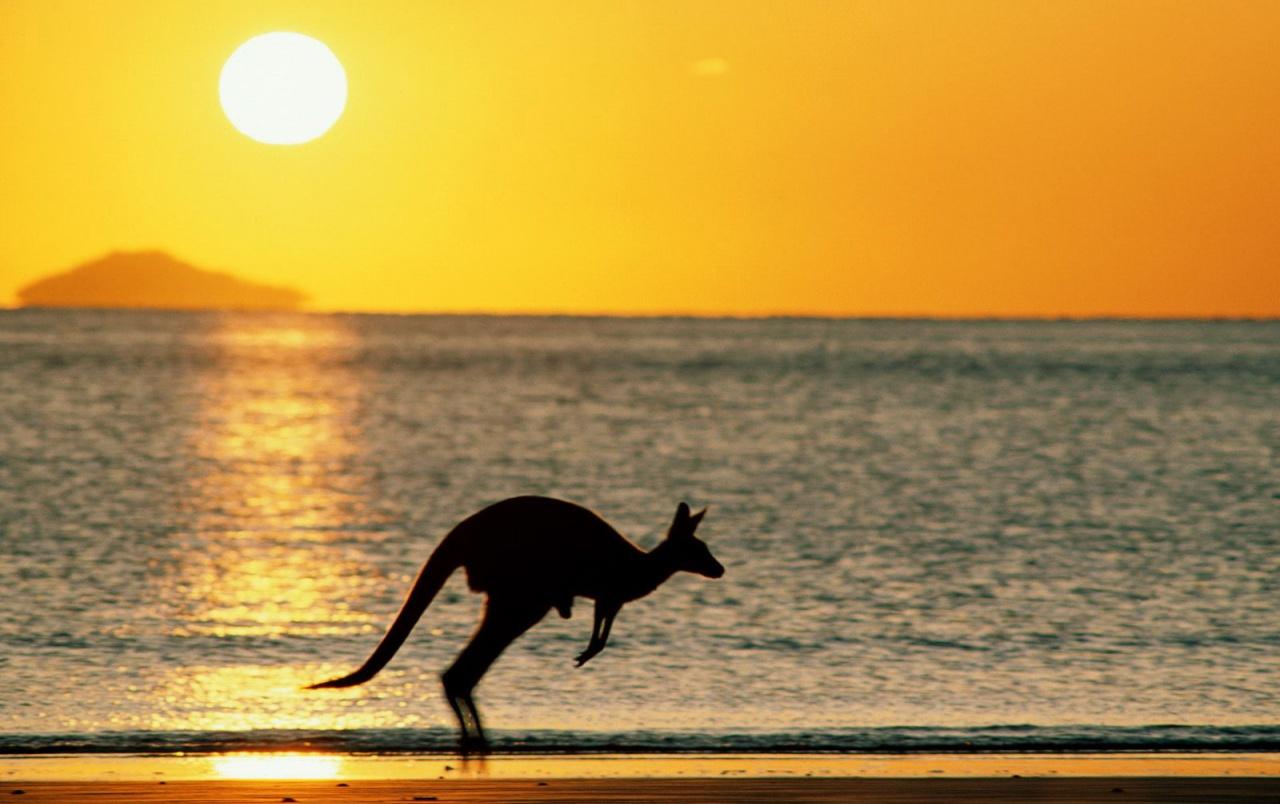 joey the kangaroo wallpapers