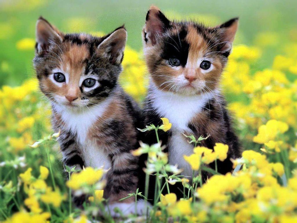 Wallpapers For > Kittens Wallpapers