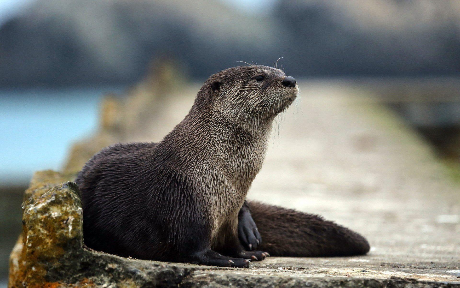 Otter HD Wallpapers