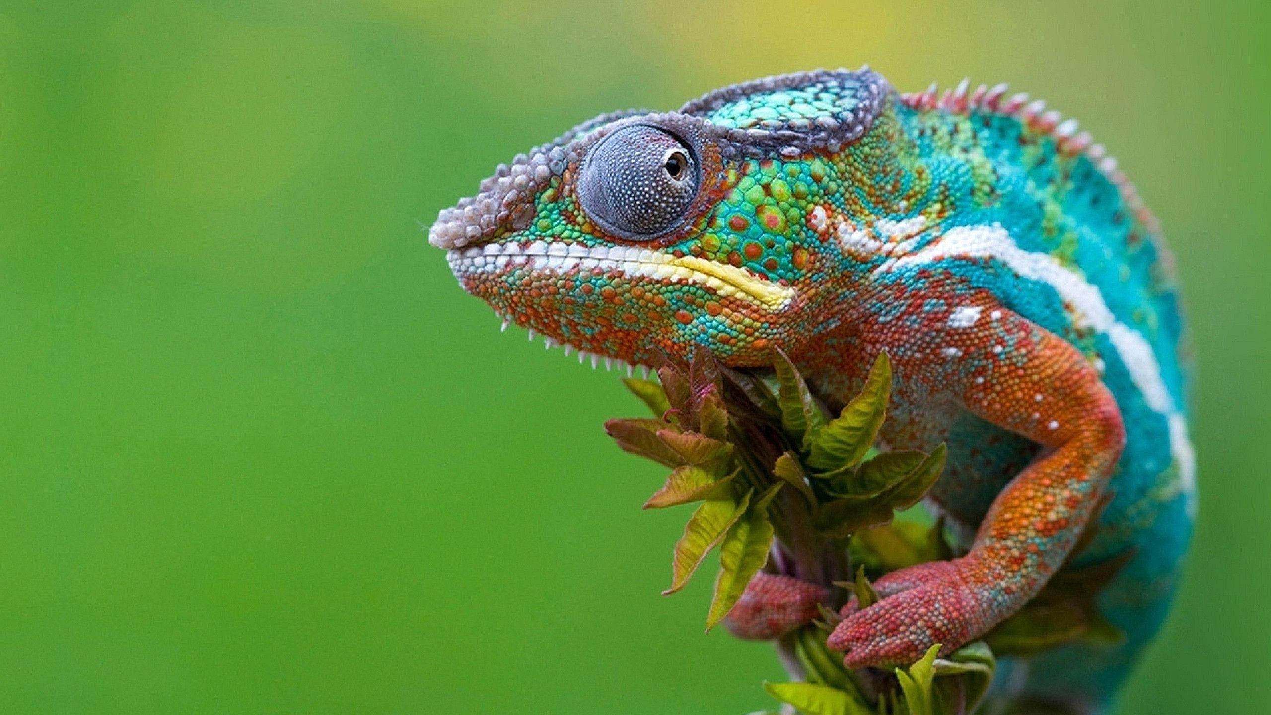 Colored Chameleon Wallpapers