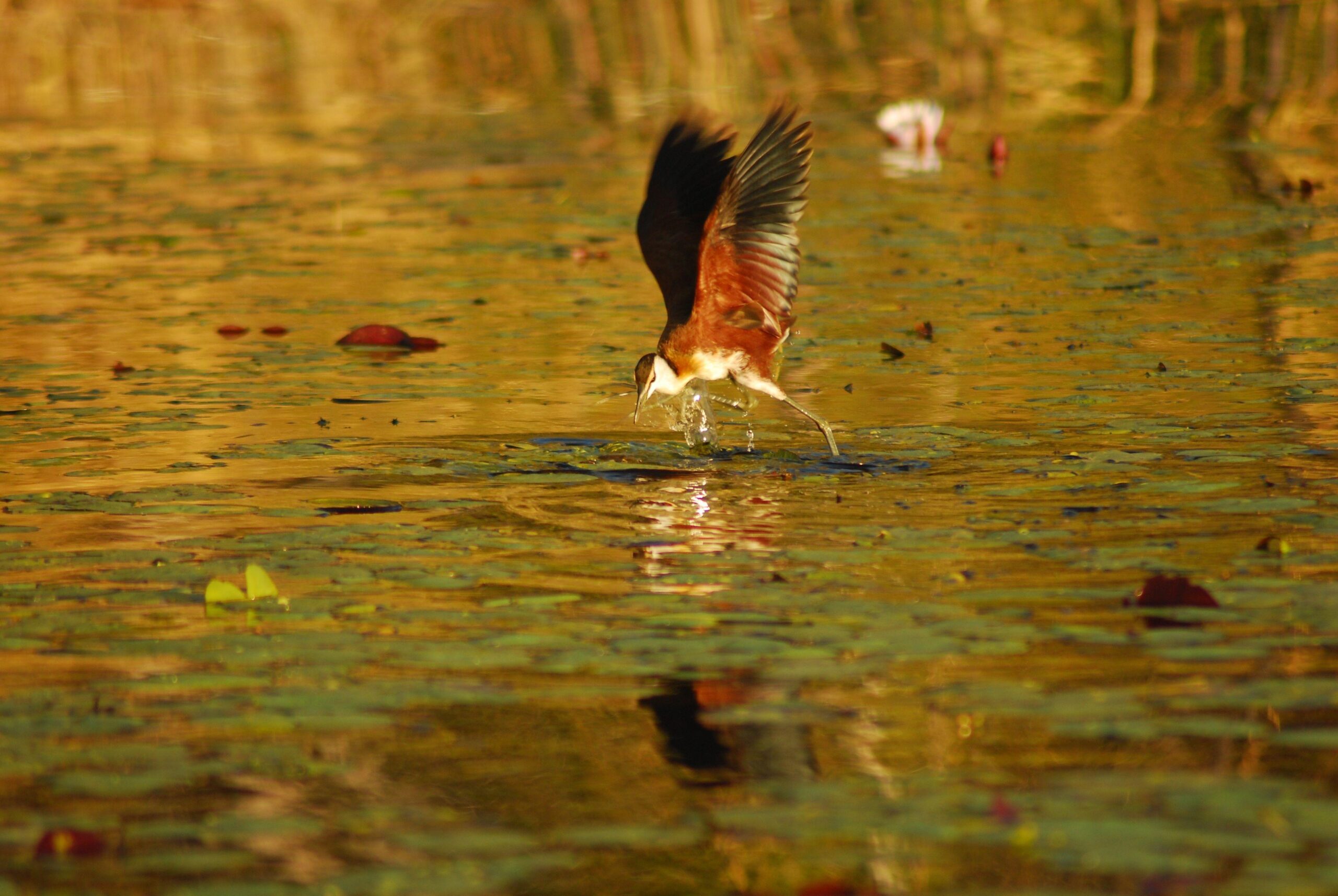 Wallpapers Botswana, Bird, Africa, Flight HD, Picture, Image