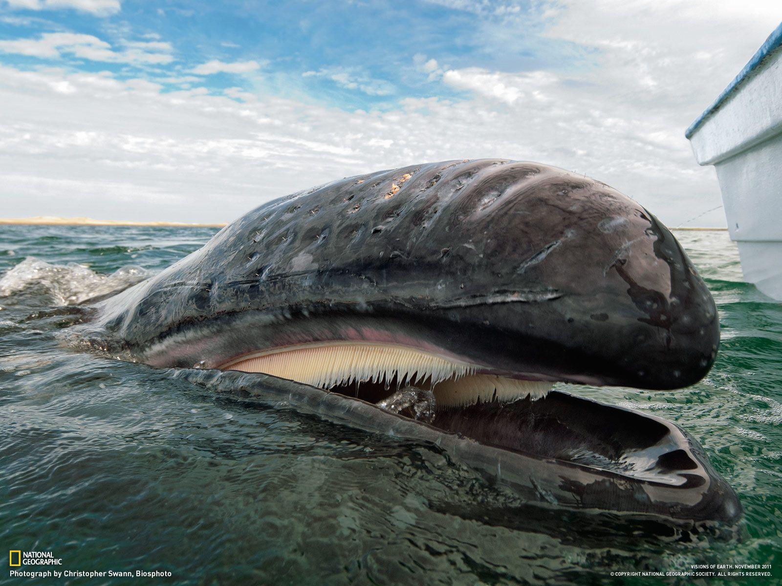 Gray whale swimming off the coast of Baja California, Mexico