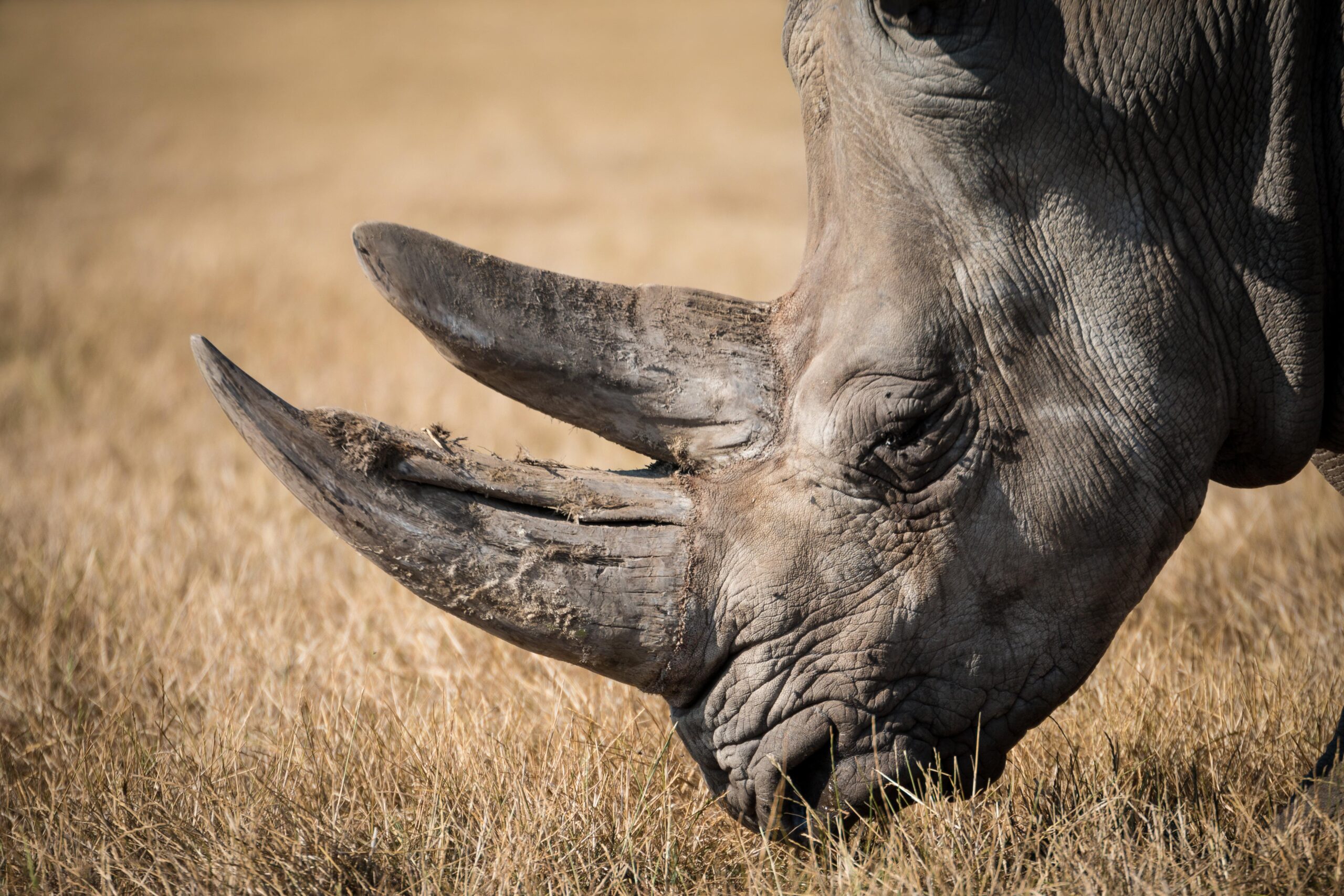 Shallow focus photography of black rhino HD wallpapers