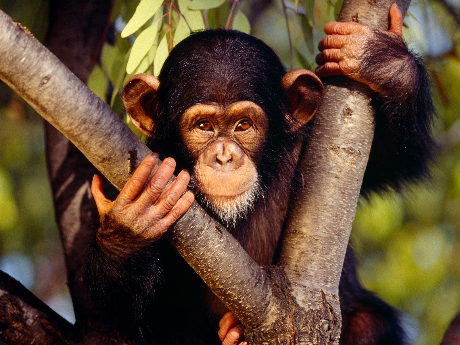 Chimpanzee Wallpapers and Backgrounds Image