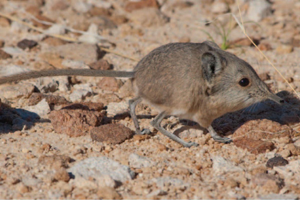 This shrew only weighs an ounce but it’s more like an