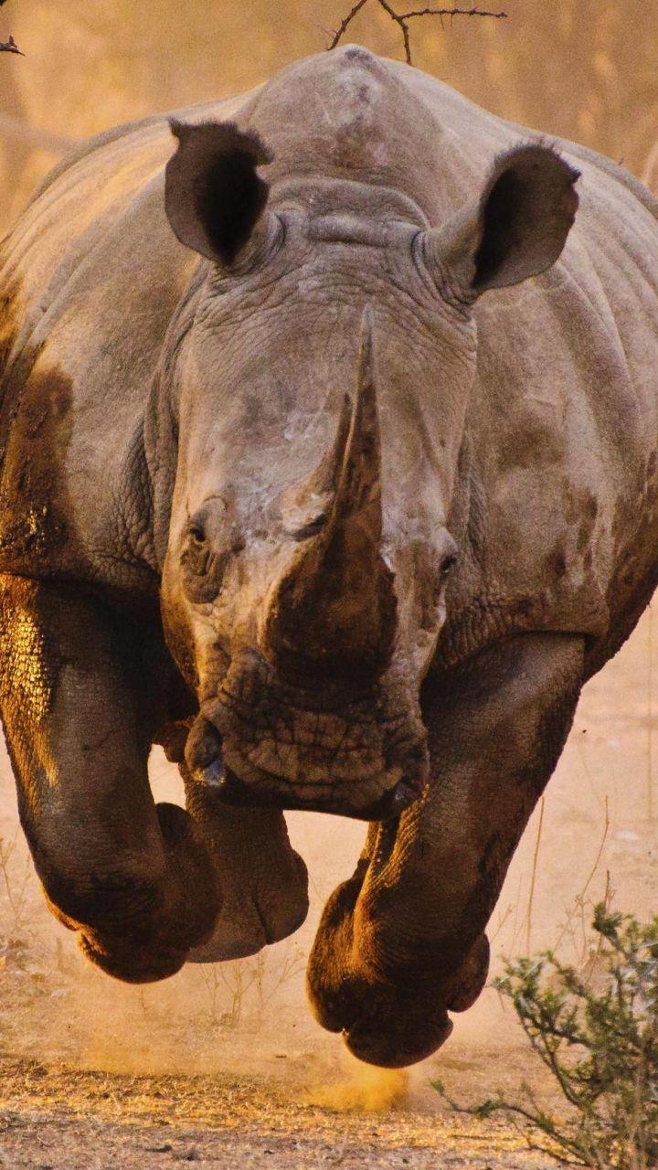 Top 85 Rhinoceros Wallpapers