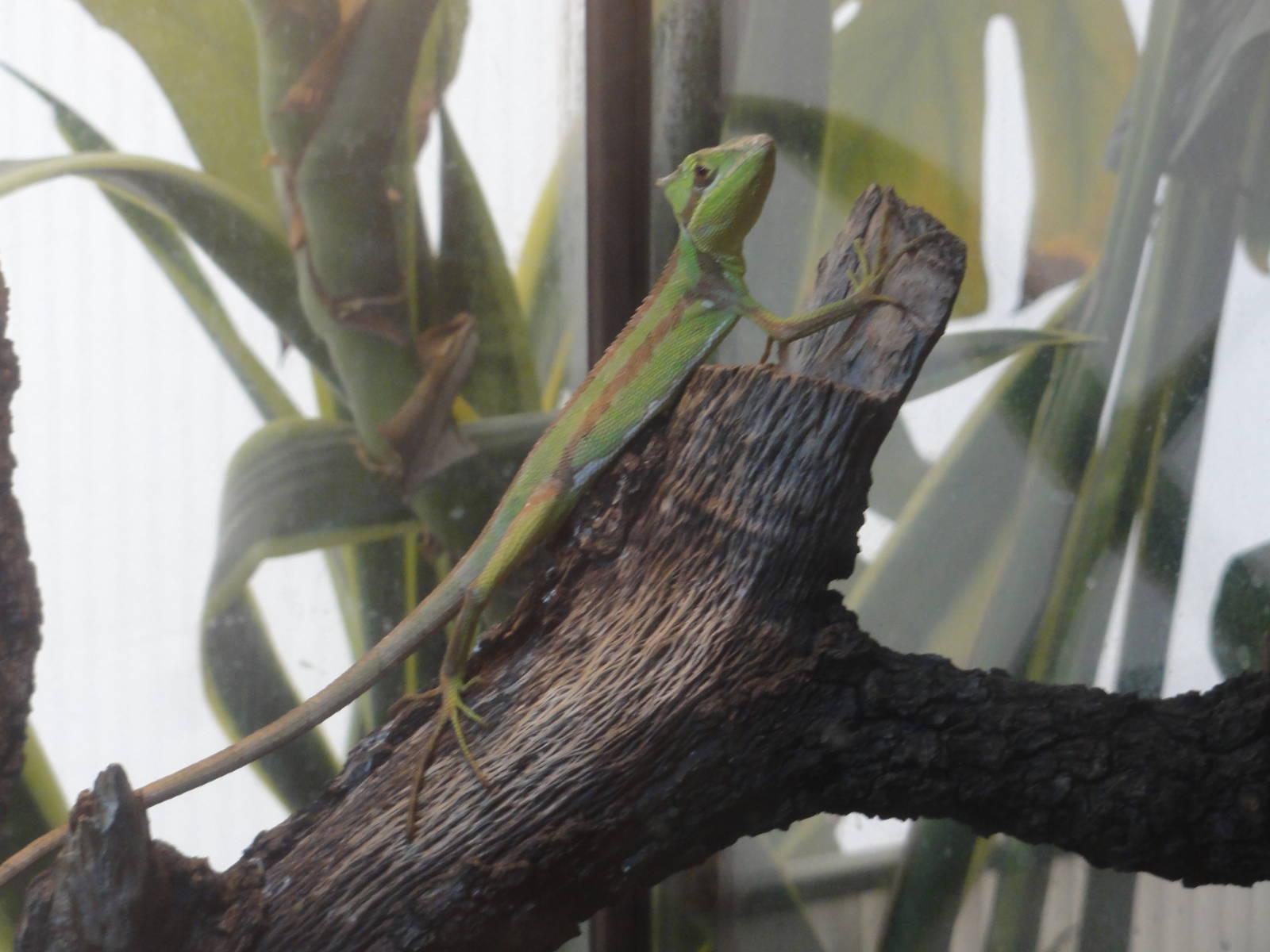 Serrated casquehead iguana