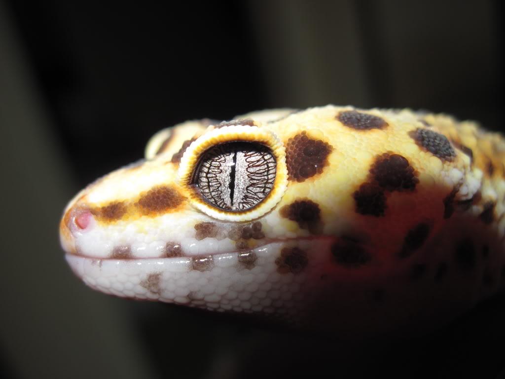 Leopard Gecko Eye, Hd Wallpapers & backgrounds Download