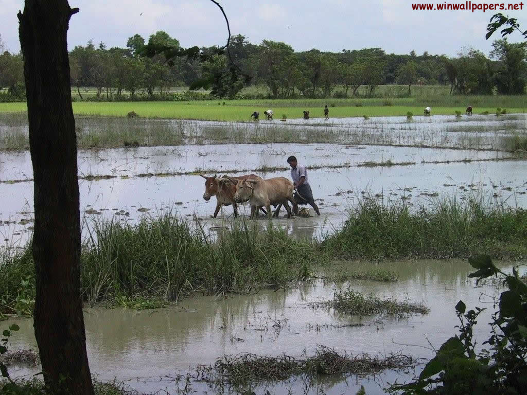 Bangladesh