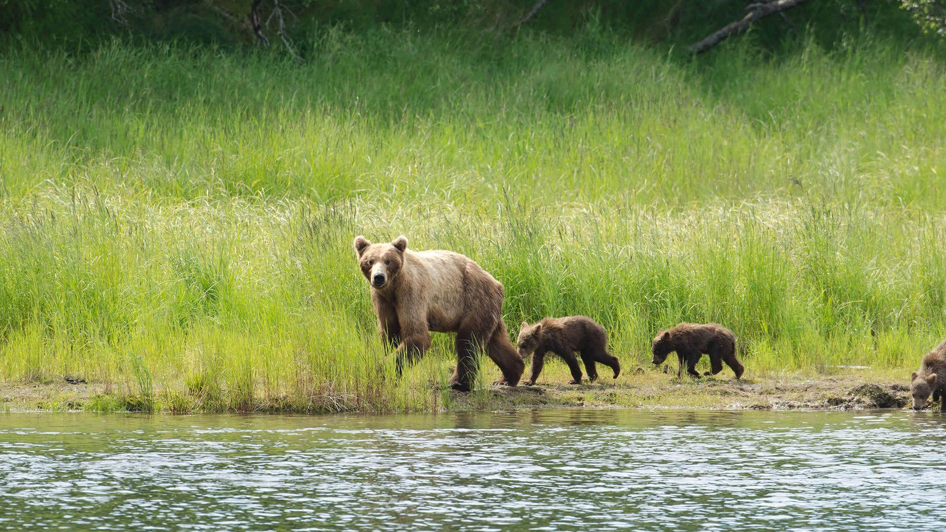 Katmai