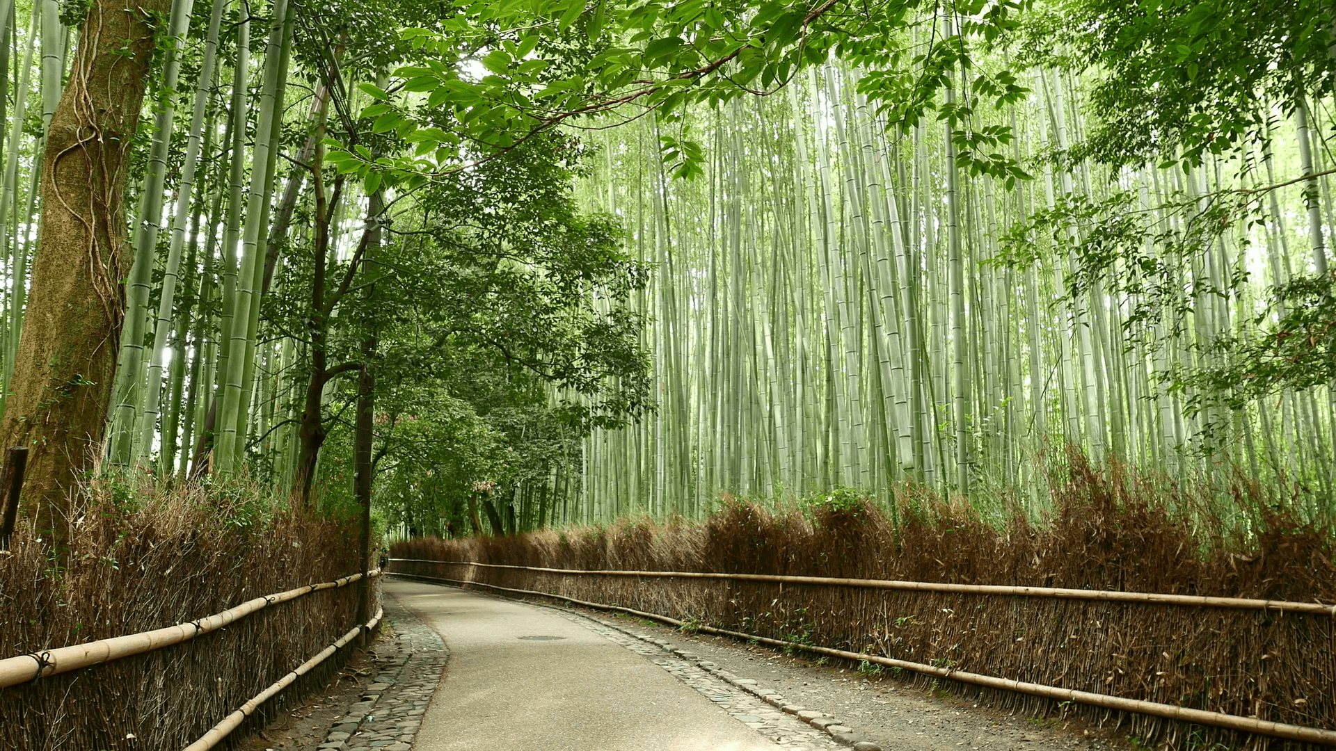 Arashiyama Bamboo Forest in Kyoto of Japan Stock Video Footage