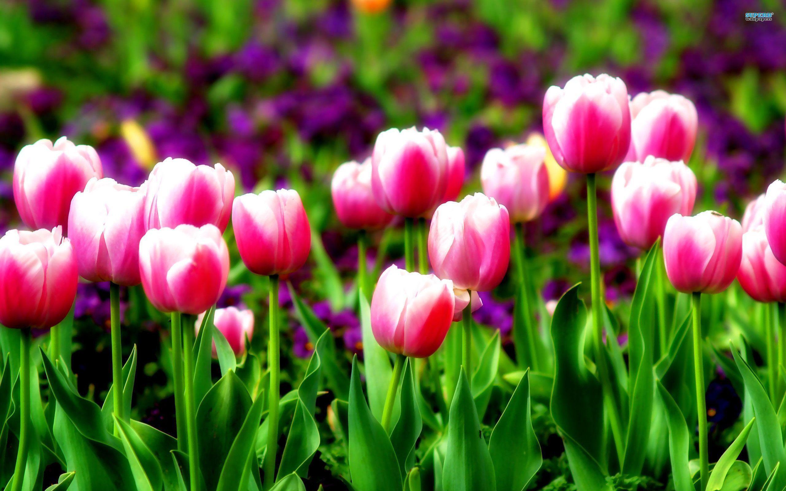 tulip wallpapers