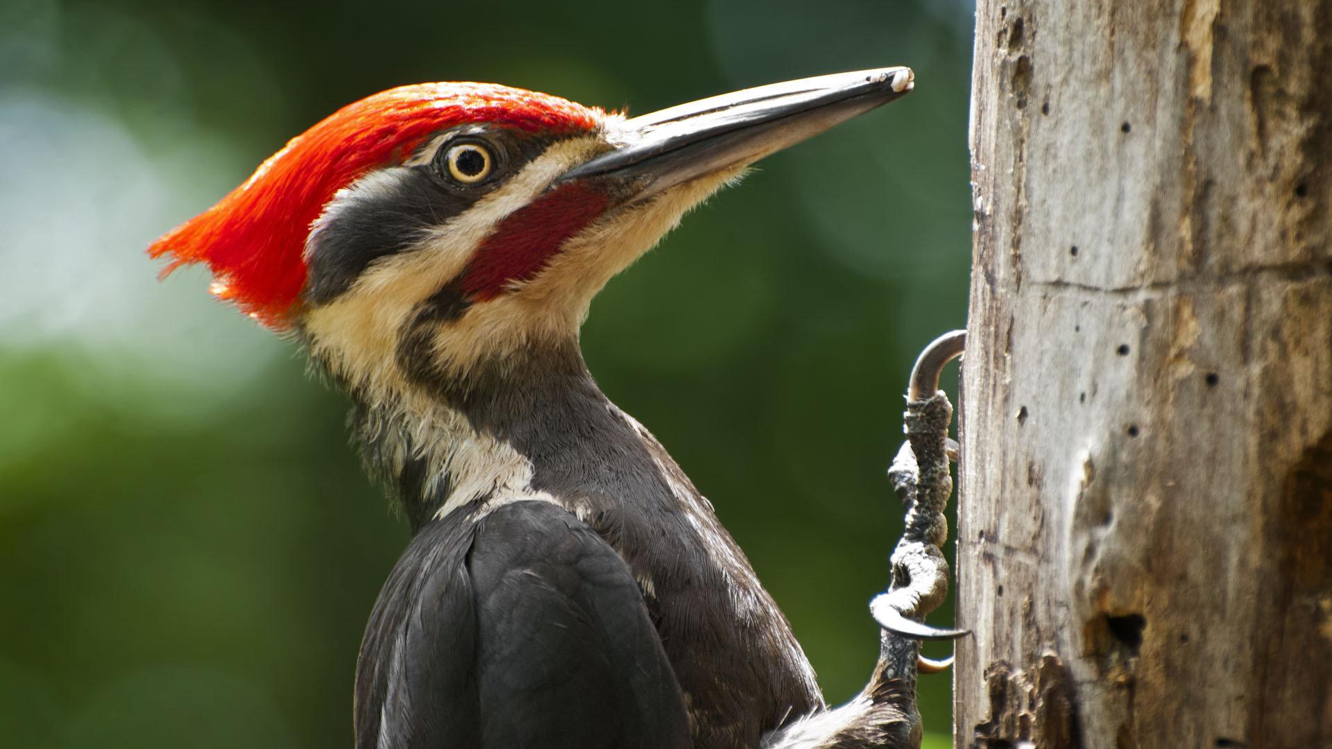 Woodpecker wallpapers Full HD