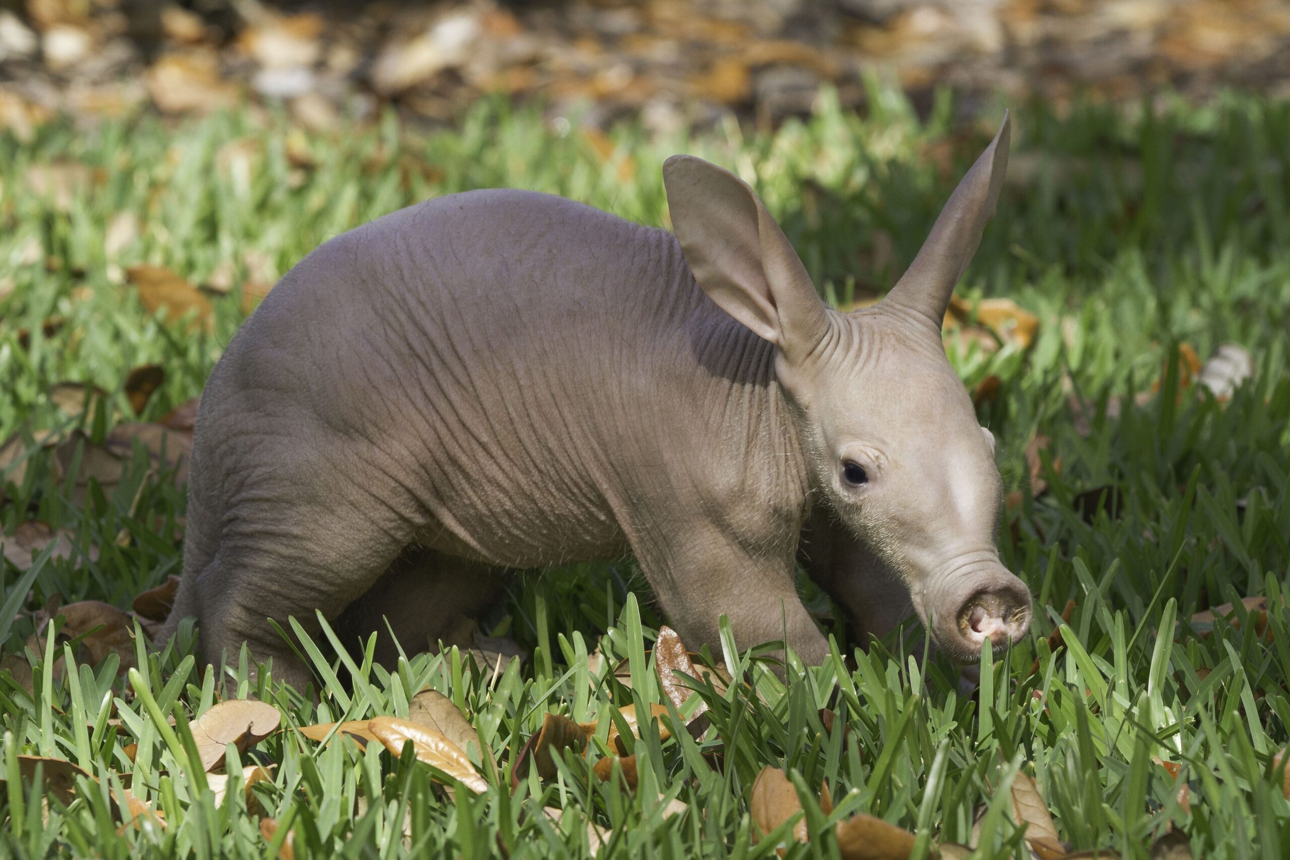 Top 77 Aardvark Wallpapers