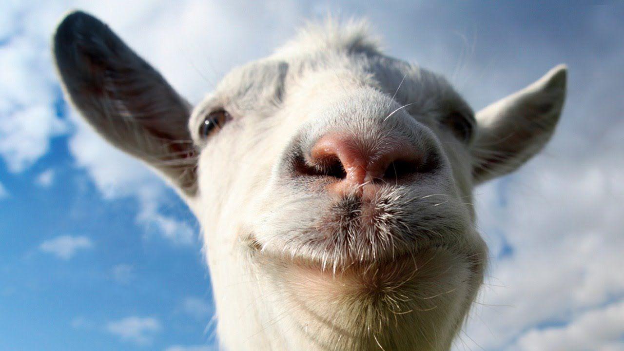 11 Animals Desktop Wallpapers : 820262 Goat Wallpapers