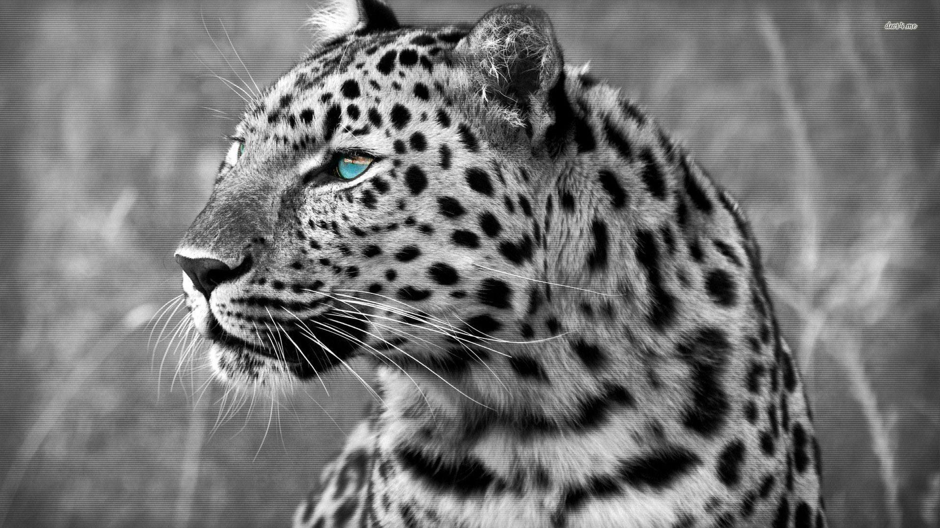 Leopard wallpapers