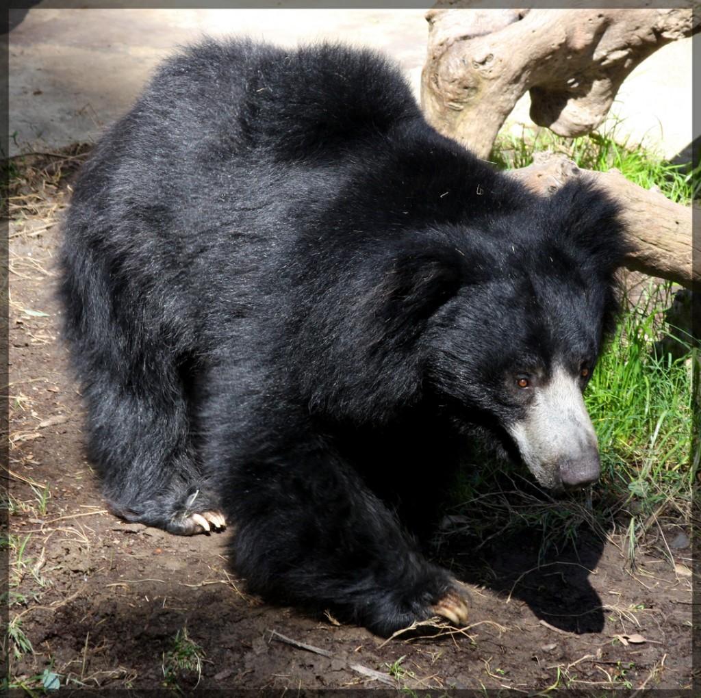 Free download Sloth bear Desktop Backgrounds