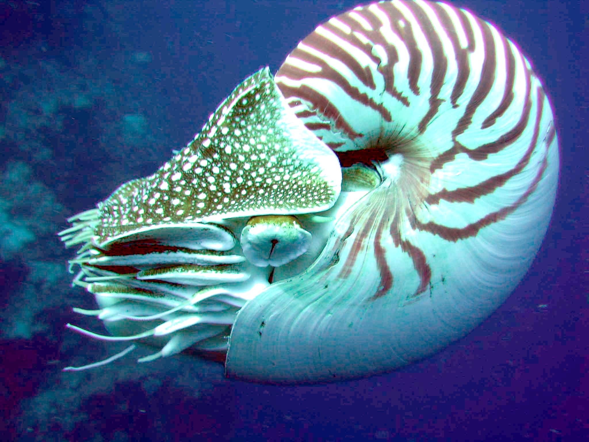 Chambered nautilus