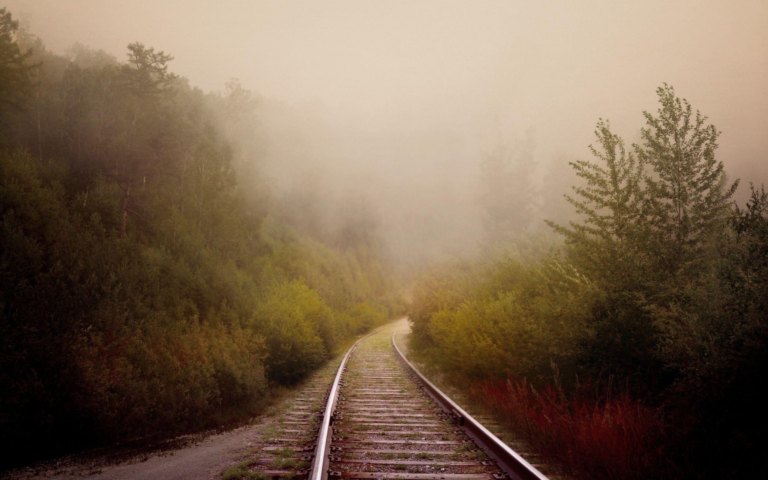 Download Railway, Trees, Fog Wallpapers