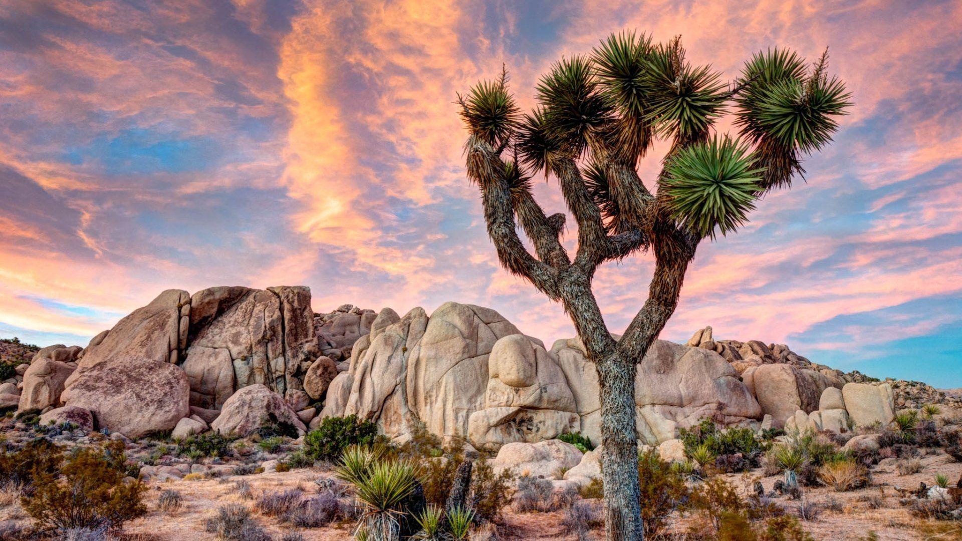 86 Joshua Tree National Park HD Wallpapers