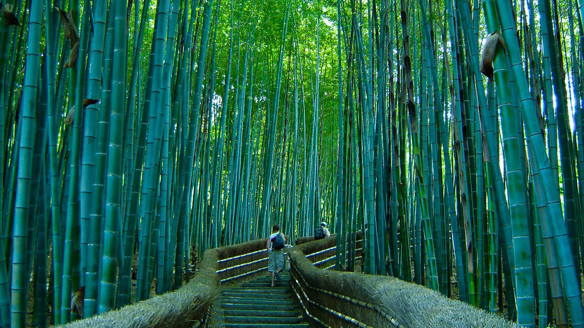 Beautiful pathway in the Sagano bamboo forest : pics