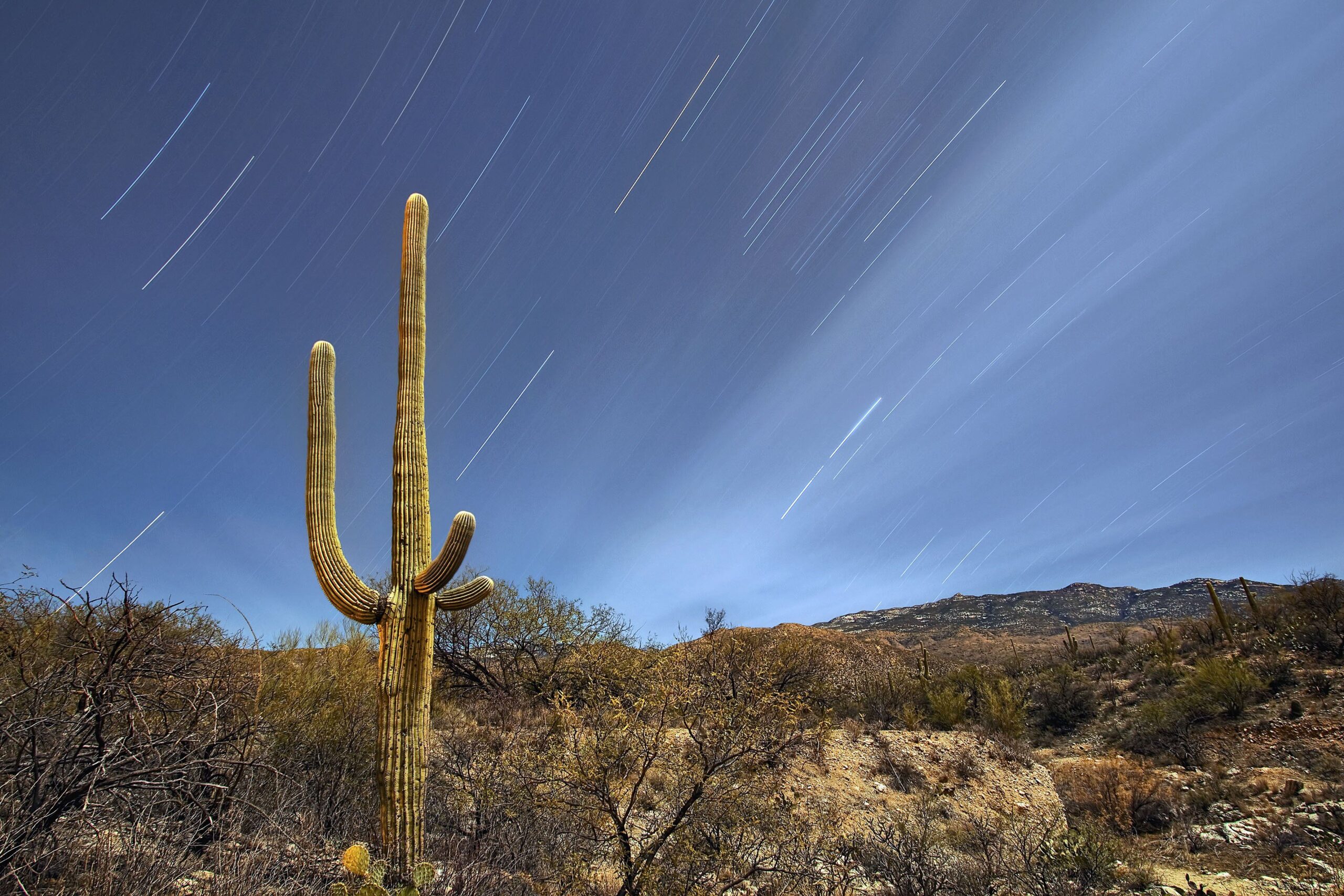 Saguaro National Park Tucson Arizona wallpapers