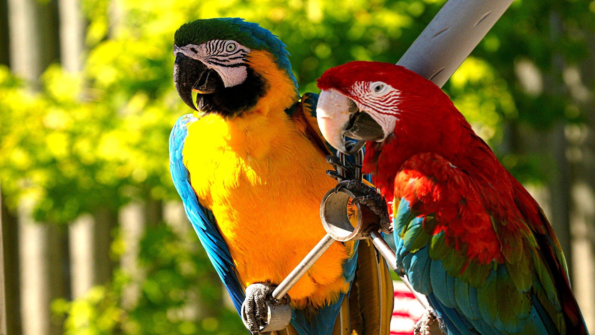 Macaw HD Wallpapers