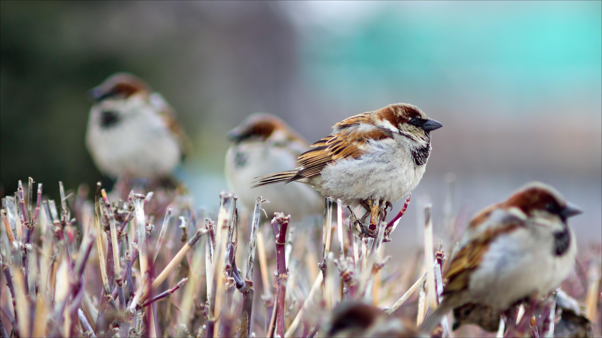 Sparrow wallpapers desktop backgrounds