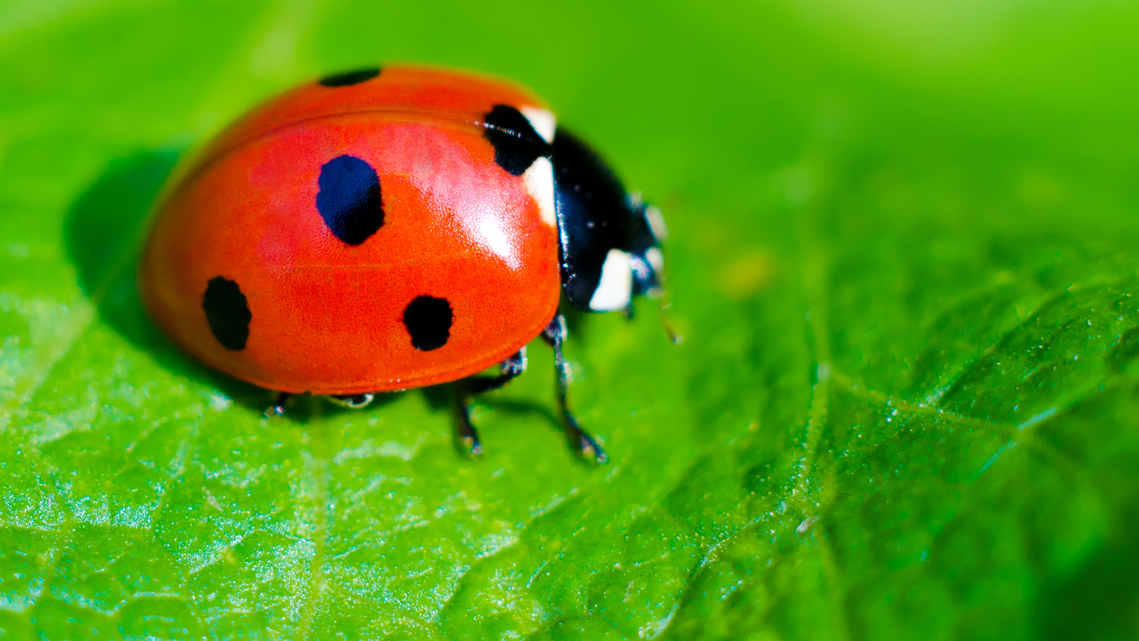 Ladybug