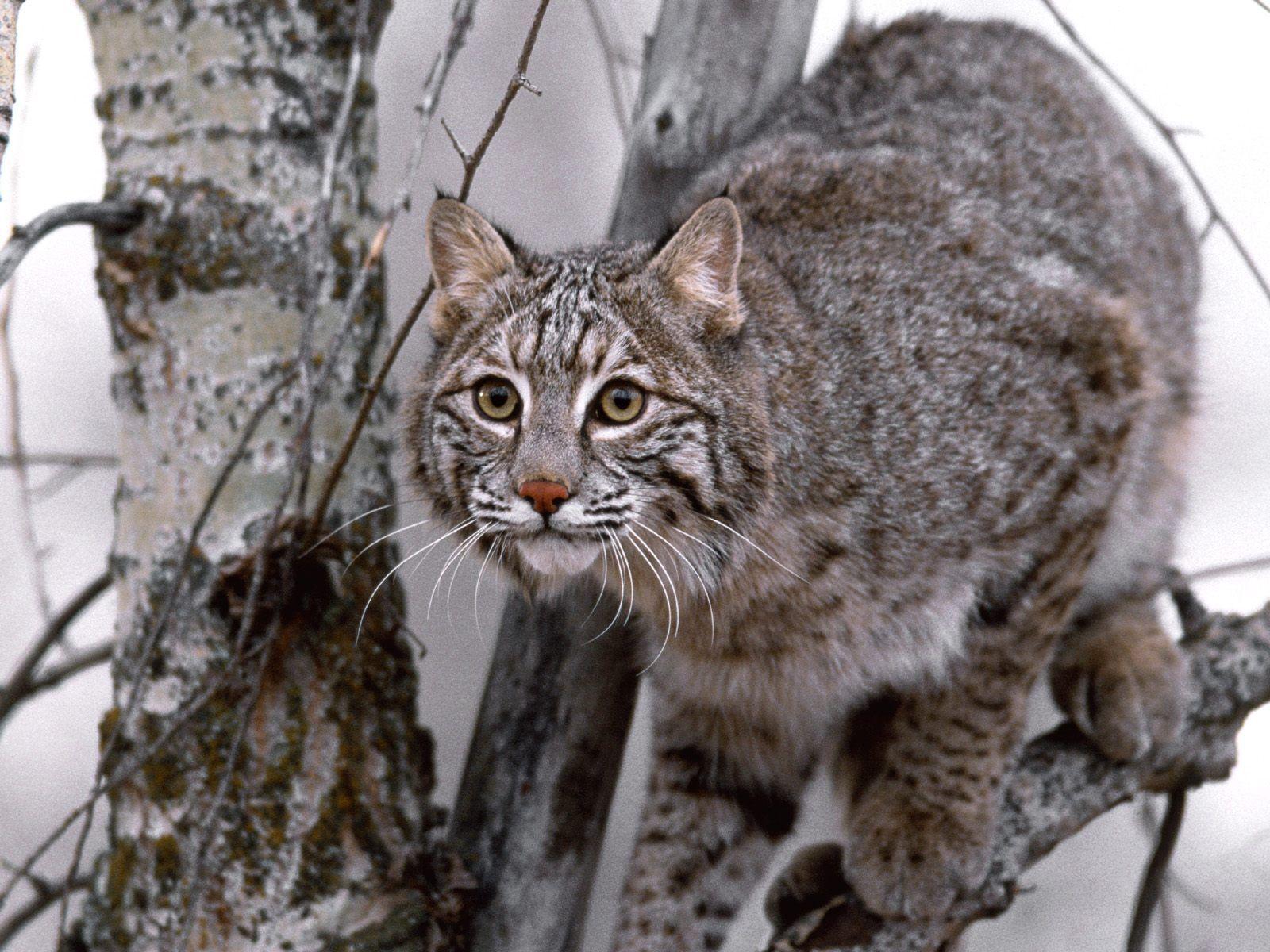 Bobcat Wallpapers