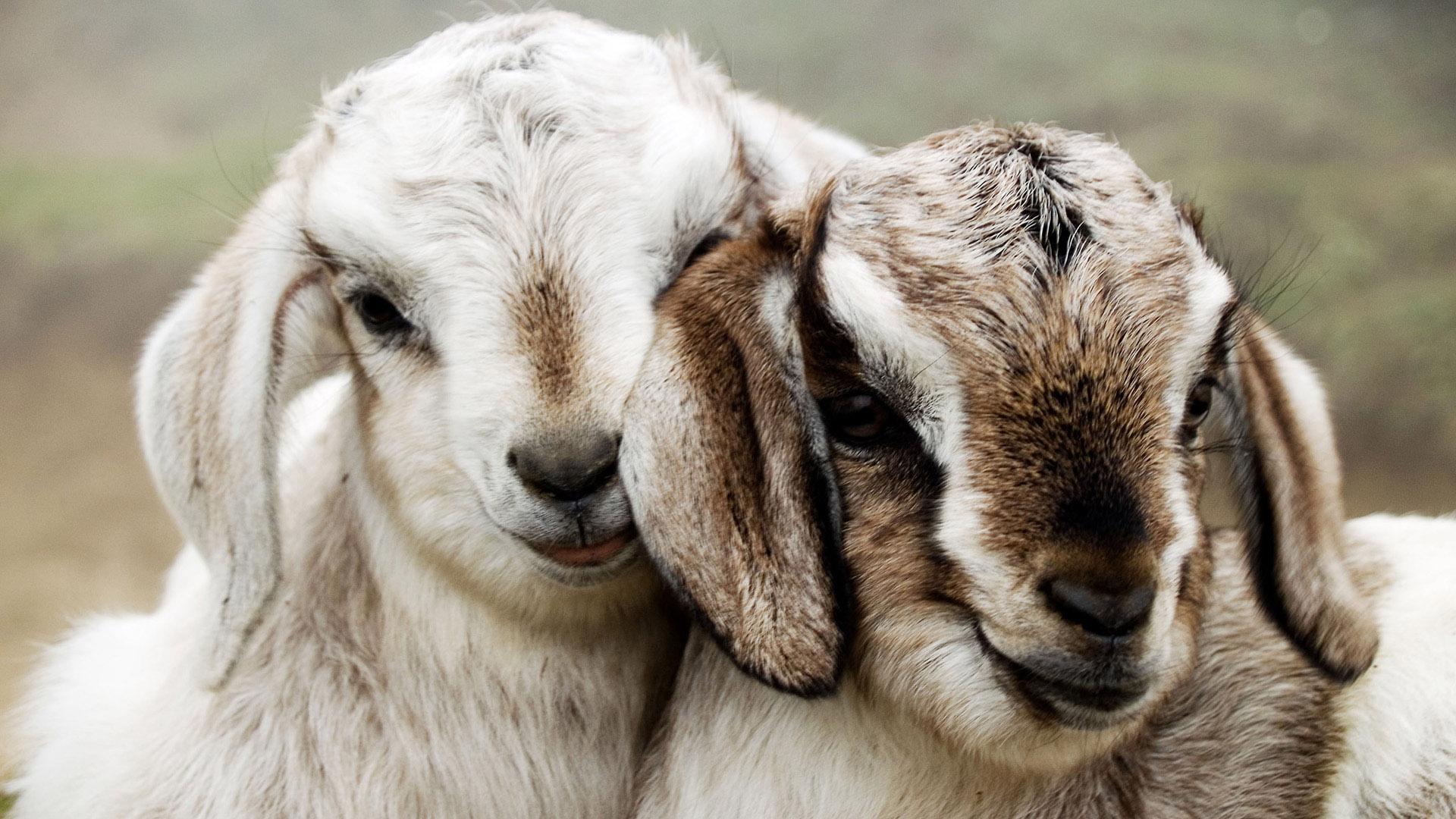 Cute Goats Wallpapers