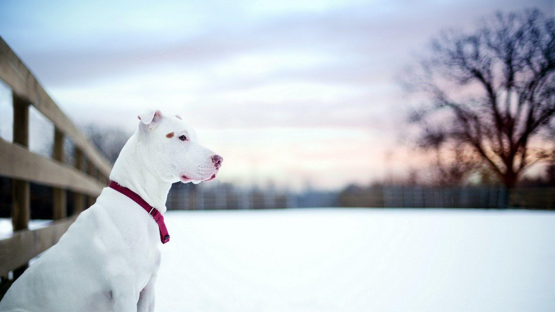 Pit Bull Dog Friend Winter Snow Fence HD Wallpapers