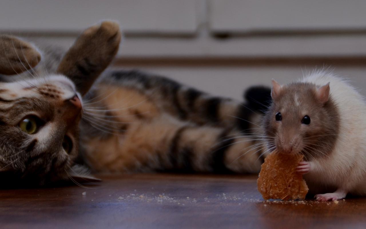 Download wallpapers rat, cookie, cat, playful widescreen 16