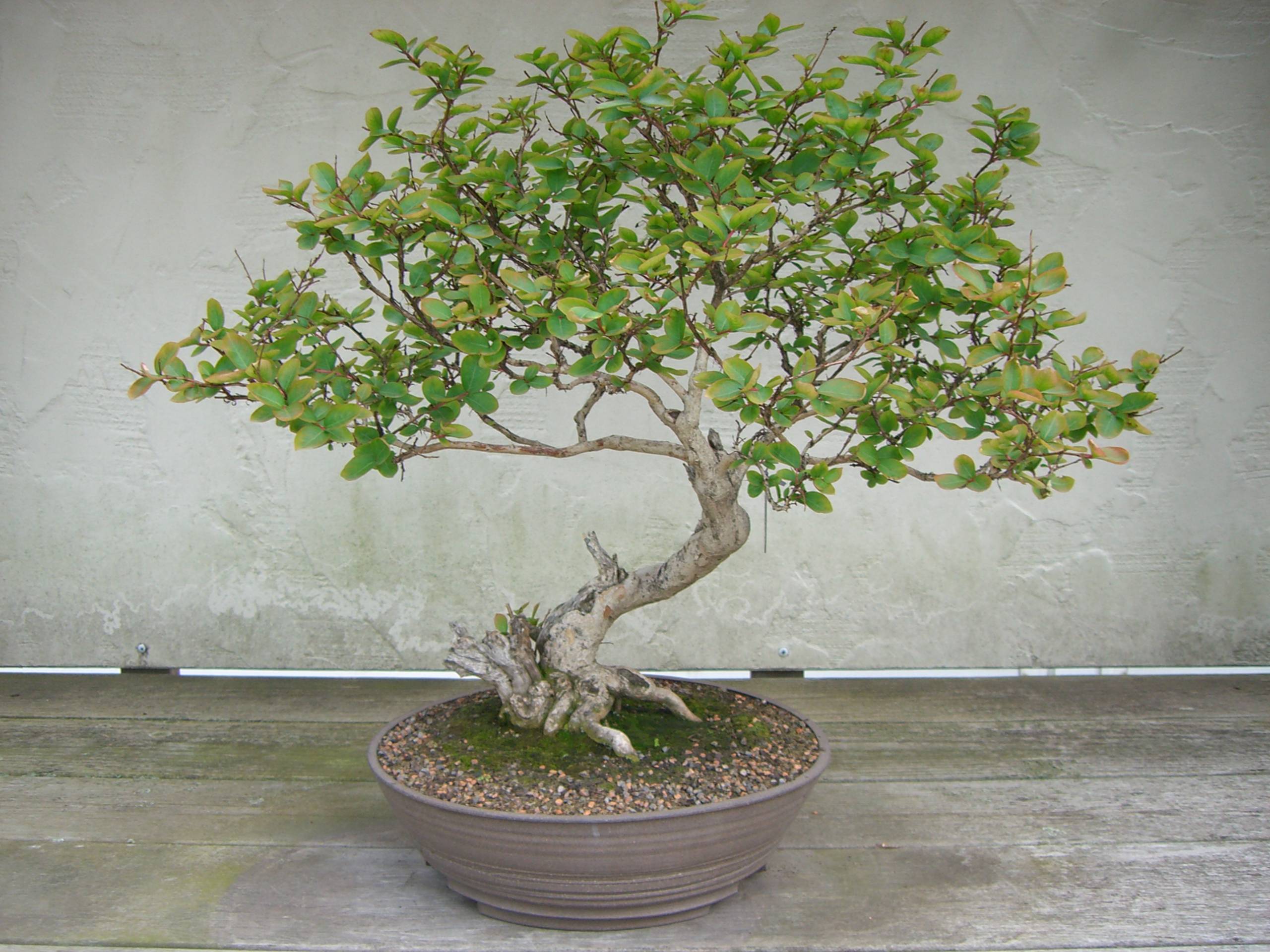 Download Bonsai Wallpapers