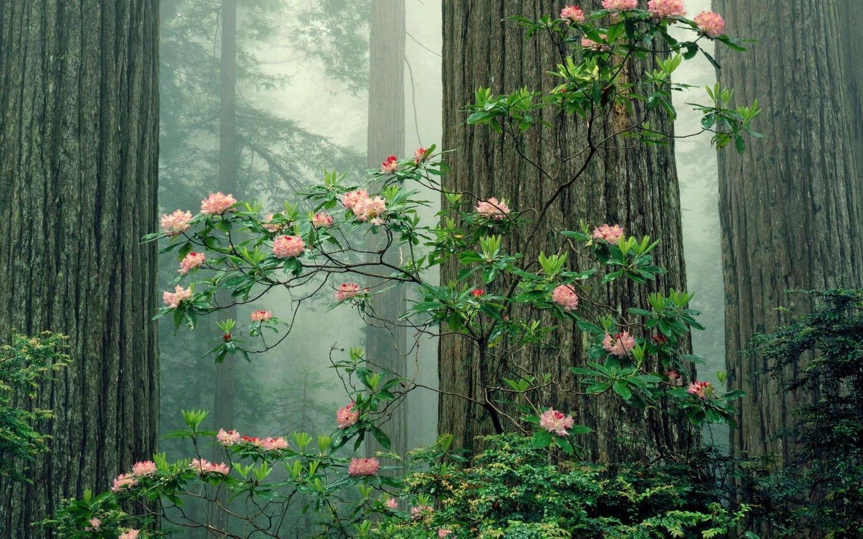 Trees: Park Redwood National Sequoia Nature Screensavers For