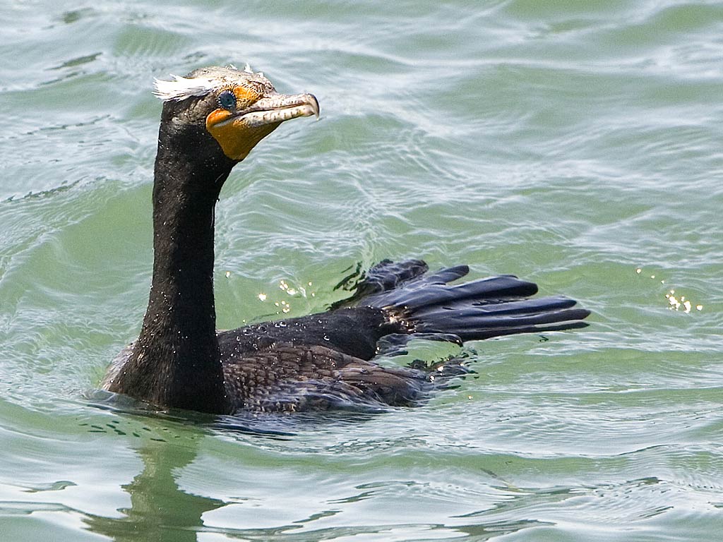 Free Cormorant Wallpapers download