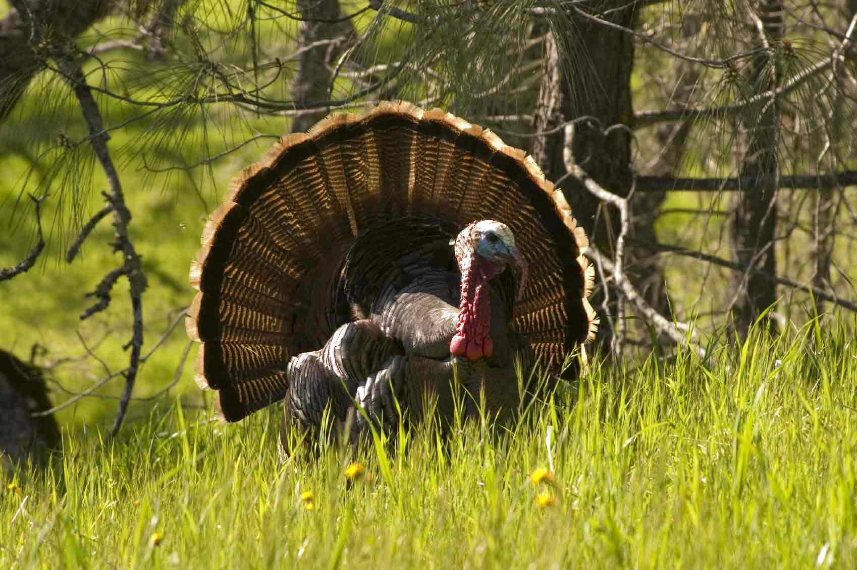 Free Wild Turkey Wallpapers