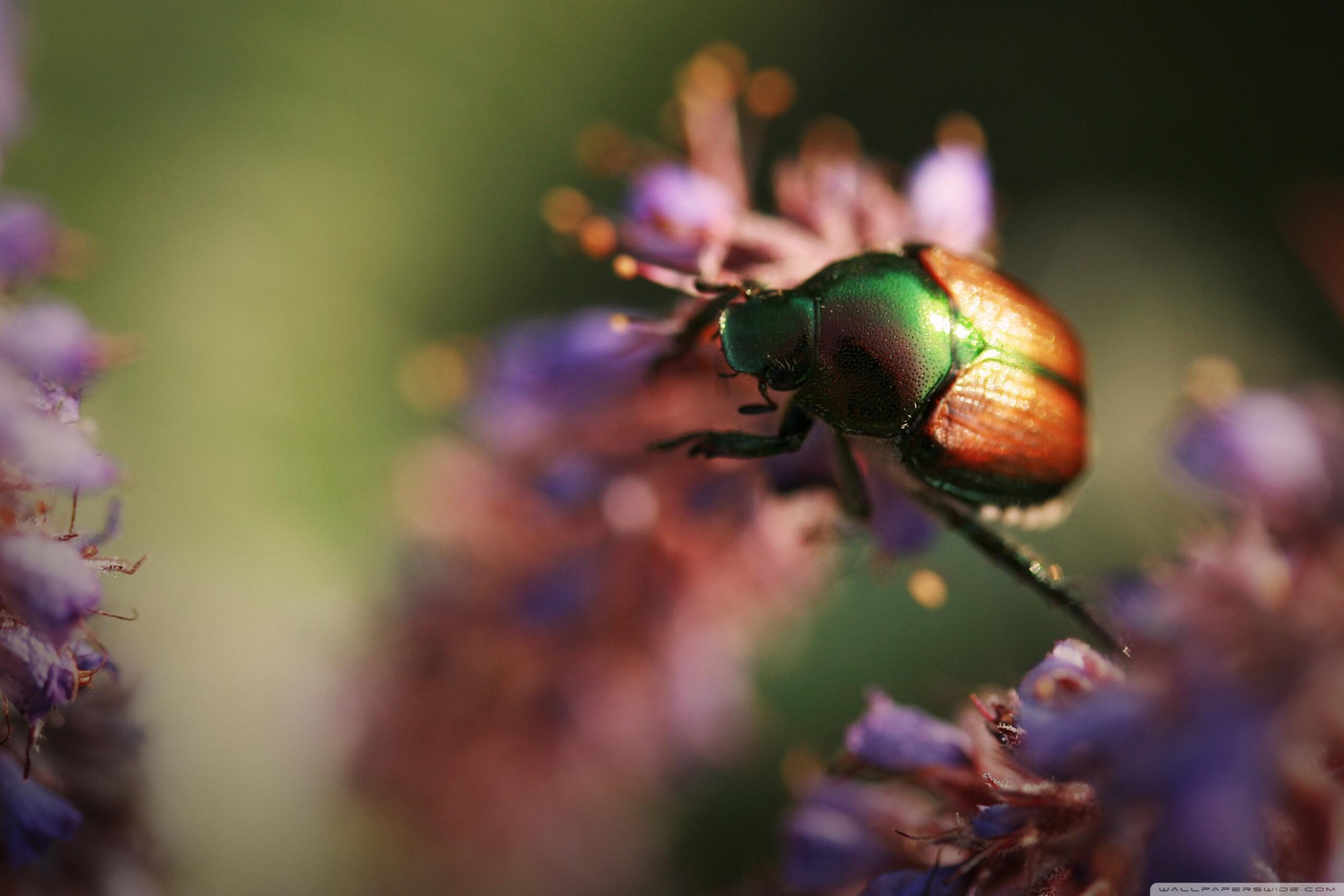 Colorful Beetle Insect Ultra HD Desktop Backgrounds Wallpapers